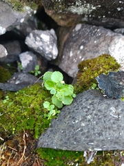 Aichryson santamariensis