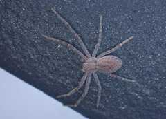Philodromus