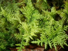 Thuidium