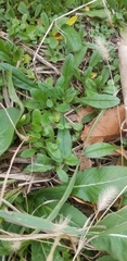 Myosotis arvensis