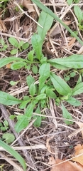 Myosotis arvensis