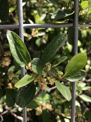 Muehlenbeckia hastulata