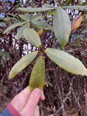 Rhododendron barbatum