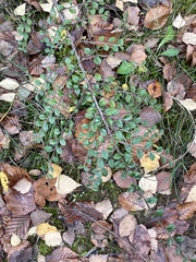 Cotoneaster horizontalis