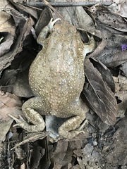 Sclerophrys pusilla