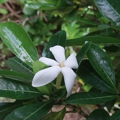 Gardenia urvillei