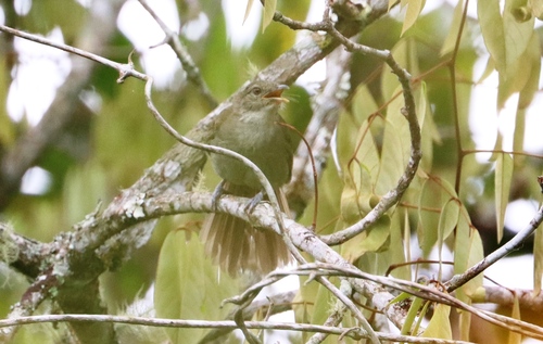 iNaturalist image