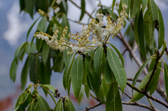 Pieris formosa