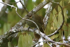Phyllastrephus baumanni