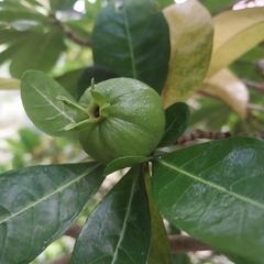 Gardenia urvillei