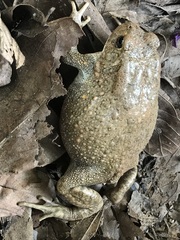 Sclerophrys pusilla