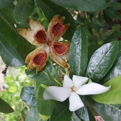 Gardenia urvillei
