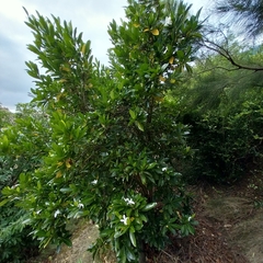 Gardenia urvillei