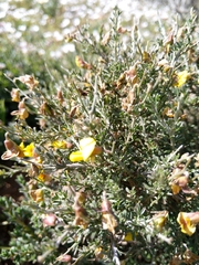 Lotononis densa densa