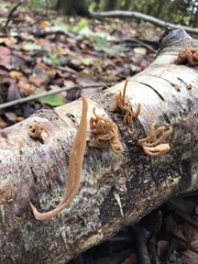 Macrotyphula contorta