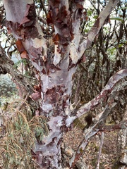 Rhododendron barbatum