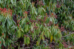 Pieris formosa