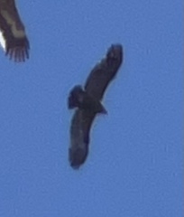 Aegypius monachus