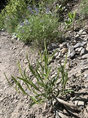 Cuniculotinus gramineus