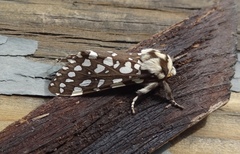 Lophocampa ingens