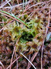 Sphagnum majus