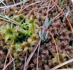 Sphagnum majus