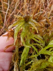 Sphagnum majus