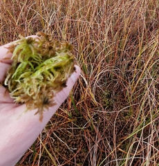 Sphagnum majus