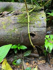Nyssodesmus python