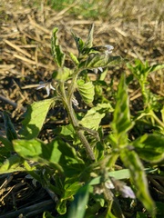 Solanum physalifolium nitidibaccatum