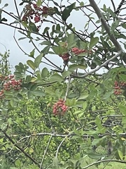 Schinus terebinthifolia