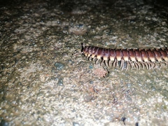 Nyssodesmus python