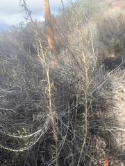 Artemisia californica