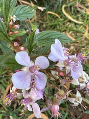 Heterocentron subtriplinervium