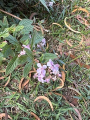 Heterocentron subtriplinervium