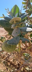 Calotropis procera