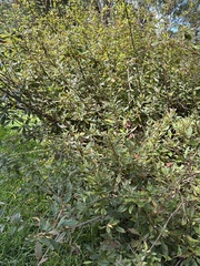 Heterocentron subtriplinervium