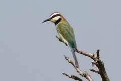 Merops albicollis