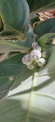 Calotropis procera