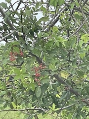 Schinus terebinthifolia