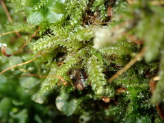 Herzogiella seligeri