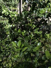 Nothofagus dombeyi