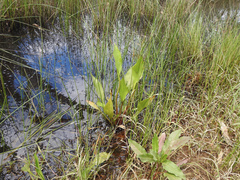 Alisma plantago-aquatica