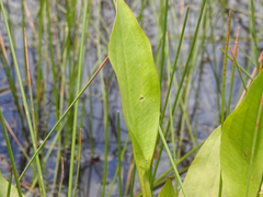 Alisma plantago-aquatica