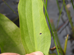 Alisma plantago-aquatica
