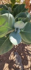 Calotropis procera