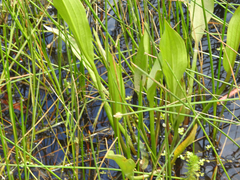 Alisma plantago-aquatica