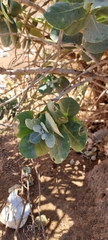 Calotropis procera
