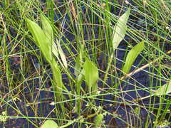 Alisma plantago-aquatica