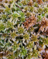 Sphagnum majus